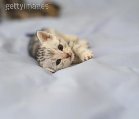 le plu bo chaton